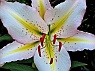 Lily Close-up